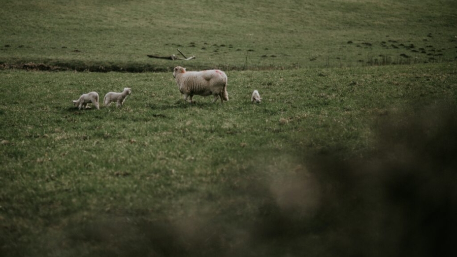 Il-bieb tan-nagħaġ huwa jien